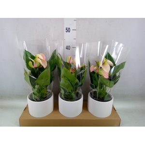 Anthurium andr. 'Lipa Pink Mini'