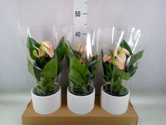 <h4>Anthurium andr. 'Lipa Pink Mini'</h4>