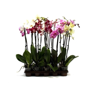 Phal Mix 2T18+ Lang