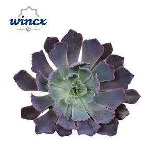 Echeveria Neonbreaker Cutflower