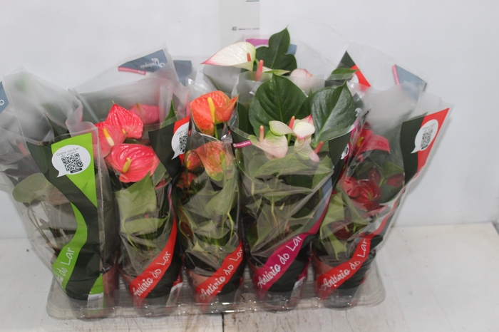 <h4>ANTHURIUM VARIADO P12</h4>