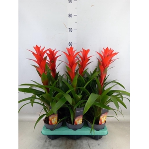 Guzmania  'Ostara'