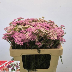 ACHIL M LILAC BEAUTY