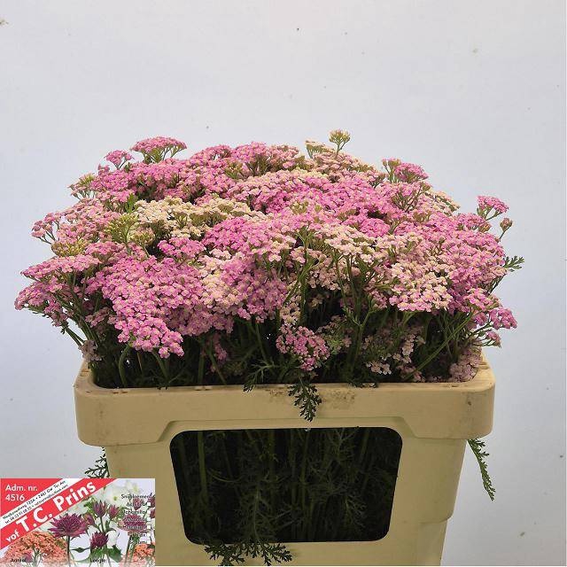 <h4>ACHIL M LILAC BEAUTY</h4>