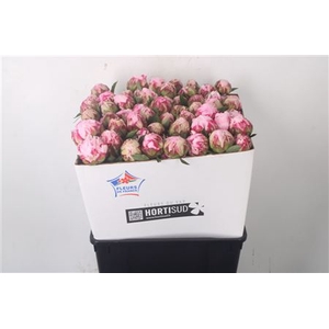 Paeo L Sarah Bernhard Pink Ex