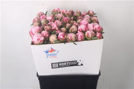 <h4>Paeo L Sarah Bernhard Pink Ex</h4>