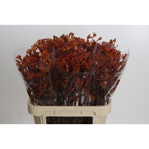 Anigozanthos Sienna Gold