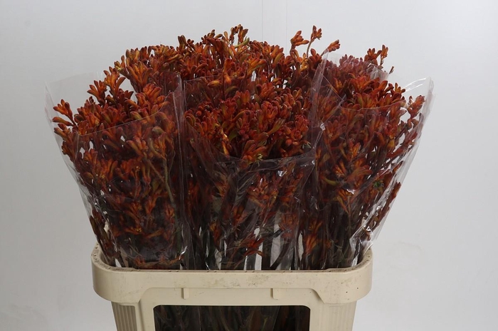 <h4>Anigozanthos Sienna Gold</h4>