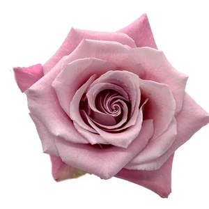 Rosa ec faith
