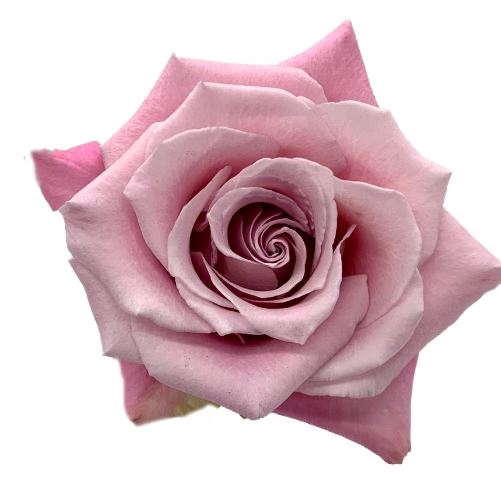 <h4>Rosa ec faith</h4>