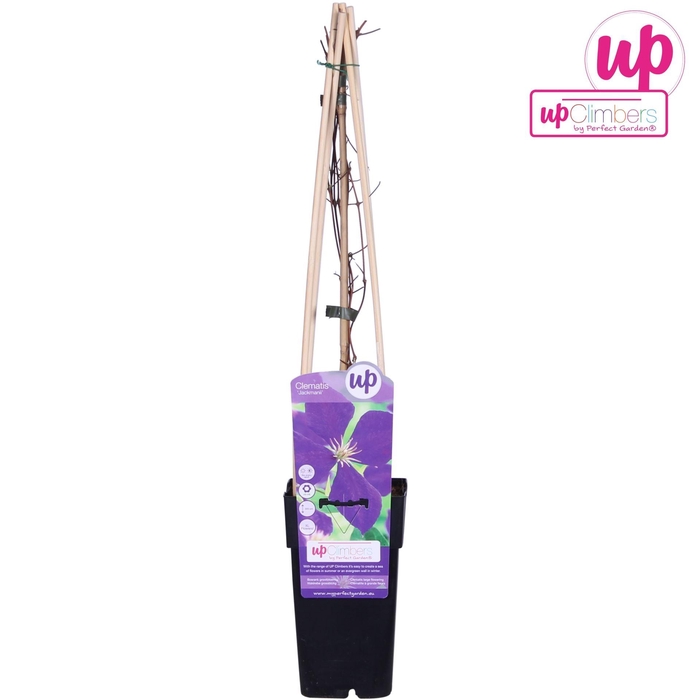 <h4>Clematis jackmanii Jackmanii</h4>