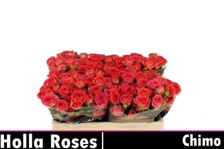 ROSA CHIMO (T)