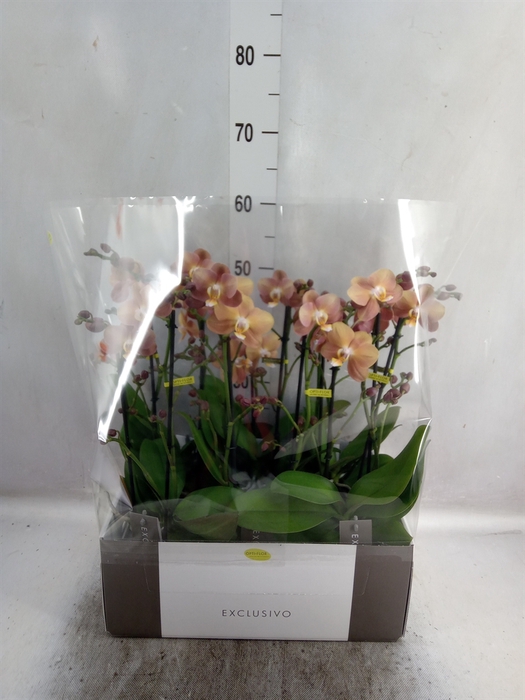 <h4>Phalaenopsis multi.   ...orange</h4>