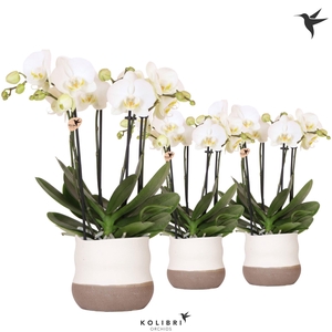 Kolibri Orchids Phalaenopsis Jewel Ghent 4 spike in Imperfect Bag pot