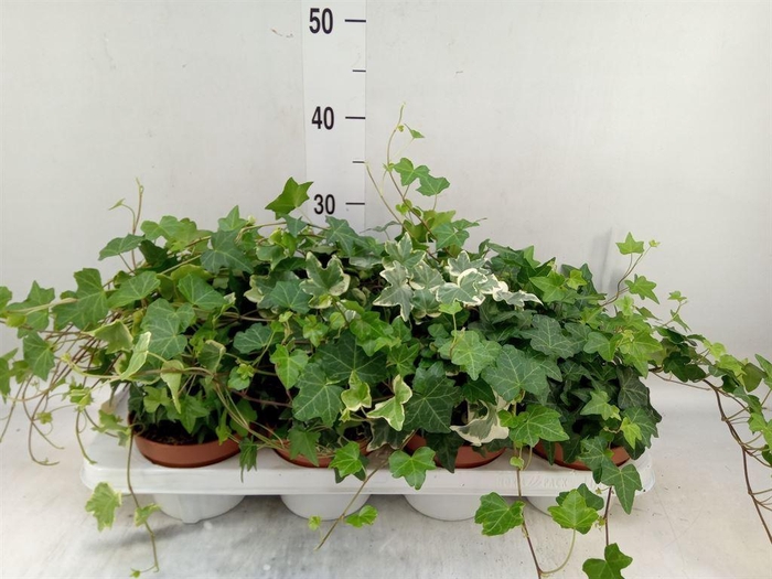 <h4>Hedera helix   ...mix 3</h4>