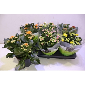 arr8 Kal Ge Gem 4 Kl