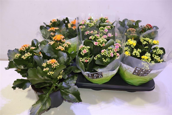 <h4>Kal Ge Gem 4 Kl</h4>