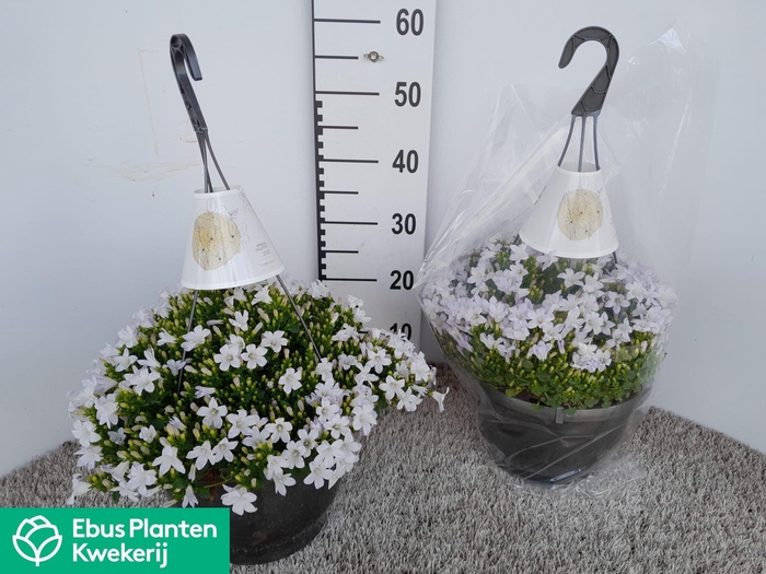 <h4>CAMP POR KANE</h4>