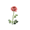Ranunculus Mauve