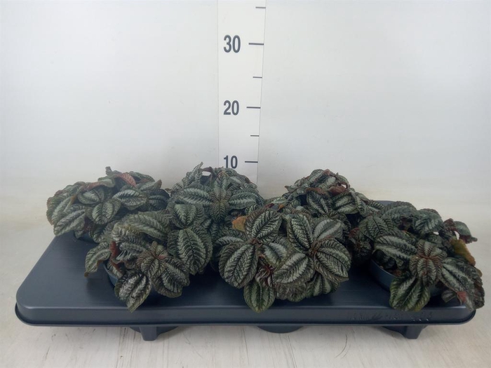 <h4>Pilea  'Norfolk'</h4>