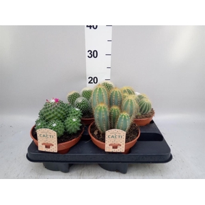 Cactus   ...mix