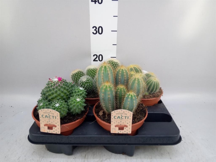 <h4>Cactus   ...mix</h4>