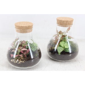 Arr3 Wr - Terrarium Erlenmeyer X5