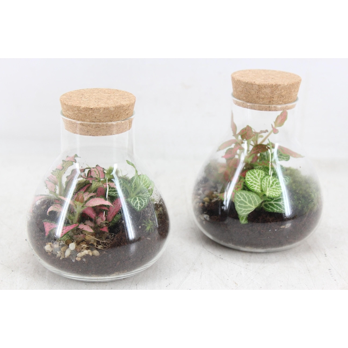 <h4>Arr3 Wr - Terrarium Erlenmeyer X5</h4>