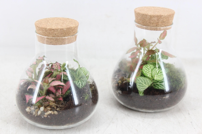 Arr3 Wr - Terrarium Erlenmeyer X5