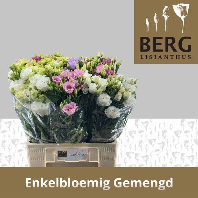<h4>EUS E GEM IN FUST</h4>
