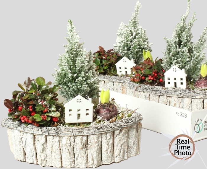 <h4>ARR TUINPLANTEN</h4>