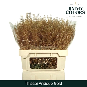 Thlaspi Gekleurd Mtlc. Antiek Goud