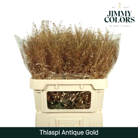 <h4>Thlaspi Gekleurd Mtlc. Antiek Goud</h4>