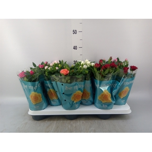 Rosa  'Beau Monde'   ...mix