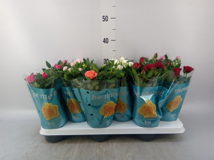 <h4>Rosa  'Beau Monde'   ...mix</h4>