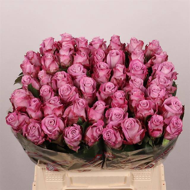 <h4>Rosa large maritim</h4>