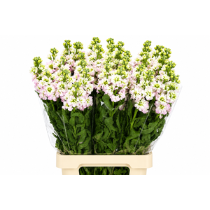 Matthiola Incana StoX Antique Rose