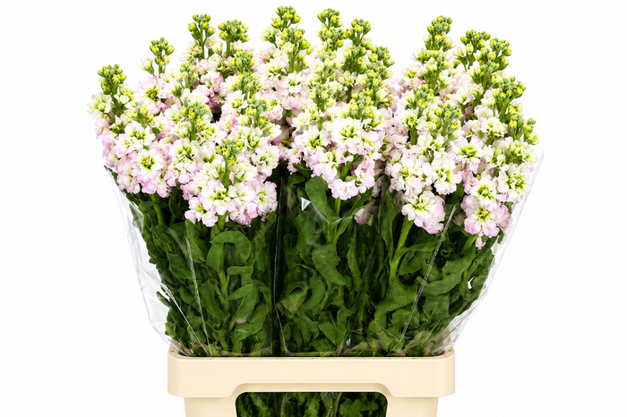 <h4>Matthiola Incana StoX Antique Rose</h4>