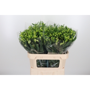 Alstroemeria White Pearls 90 Gram