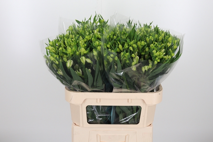 <h4>Alstroemeria White Pearls 90 Gram</h4>