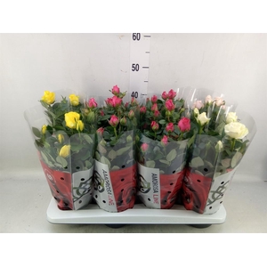 Rosa  'Amorosa'   ...mix