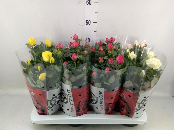 <h4>Rosa  'Amorosa'   ...mix</h4>