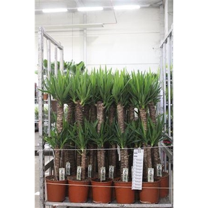 Yucca 90-45 Cm
