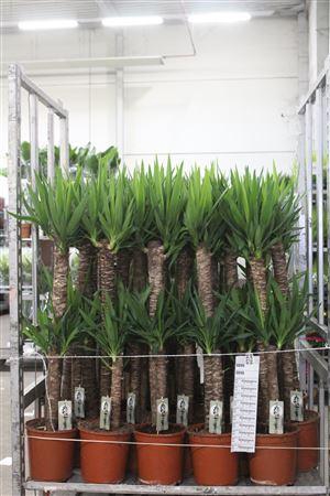 <h4>Yucca 90-45 Cm</h4>