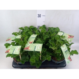 Pelargonium   ...mix smelling