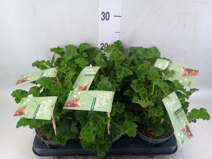 <h4>Pelargonium   ...mix smelling</h4>