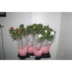 Rhodo Si Ov