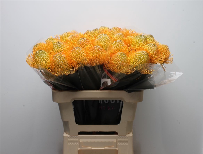 <h4>Leuco Catherina</h4>
