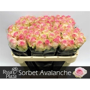 R GR AVALANCHE SORB+