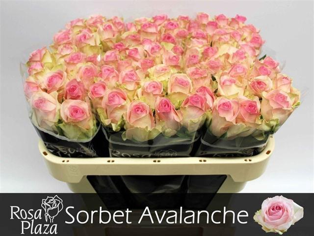 R GR AVALANCHE SORB+